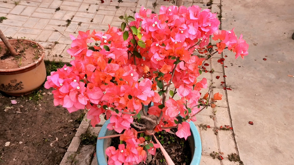 盛开的玫红色三角梅