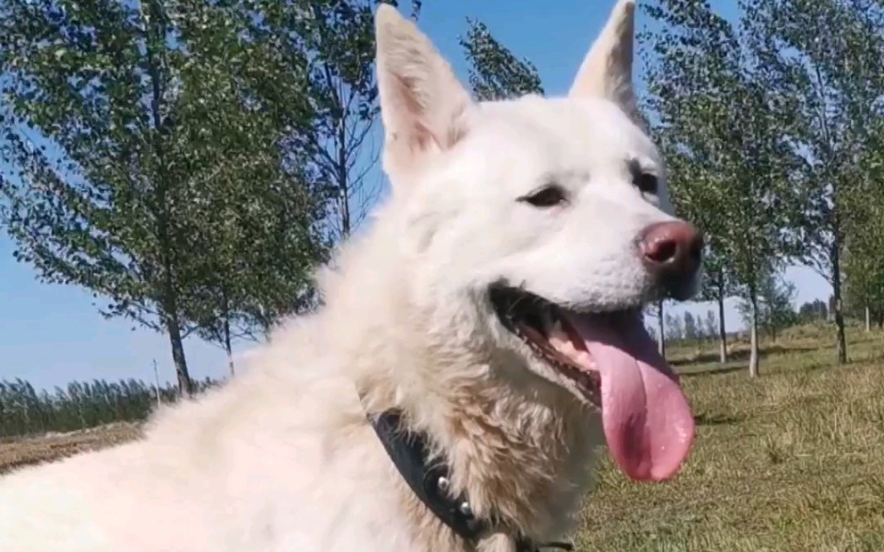 朝鲜国宝丰山犬