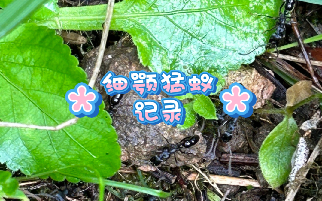 记录武夷山发现的一种细颚猛蚁