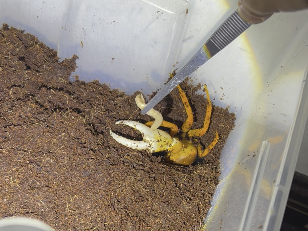 勾手蟹的正确打开方式