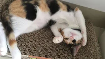 腹筋崩壊 みんなが選んだ世界の爆笑動画が面白すぎるｗ 哔哩哔哩 Bilibili