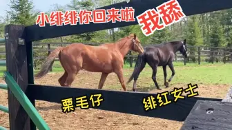 Download Video: 【话接上回】绯红女士被带走后着急的栗毛仔，此时绯红女士正在.....