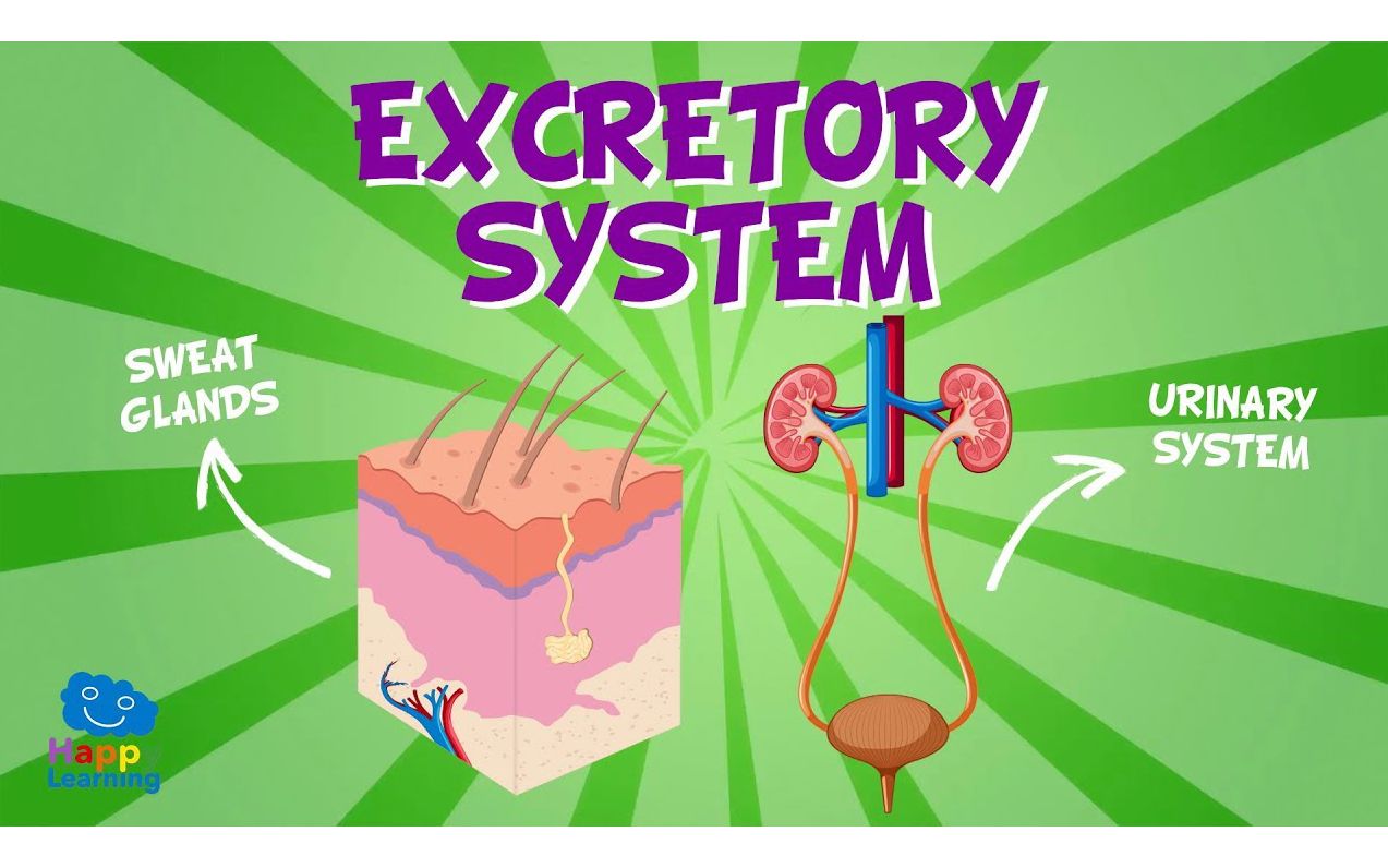 excretory system | educational videos for kids
