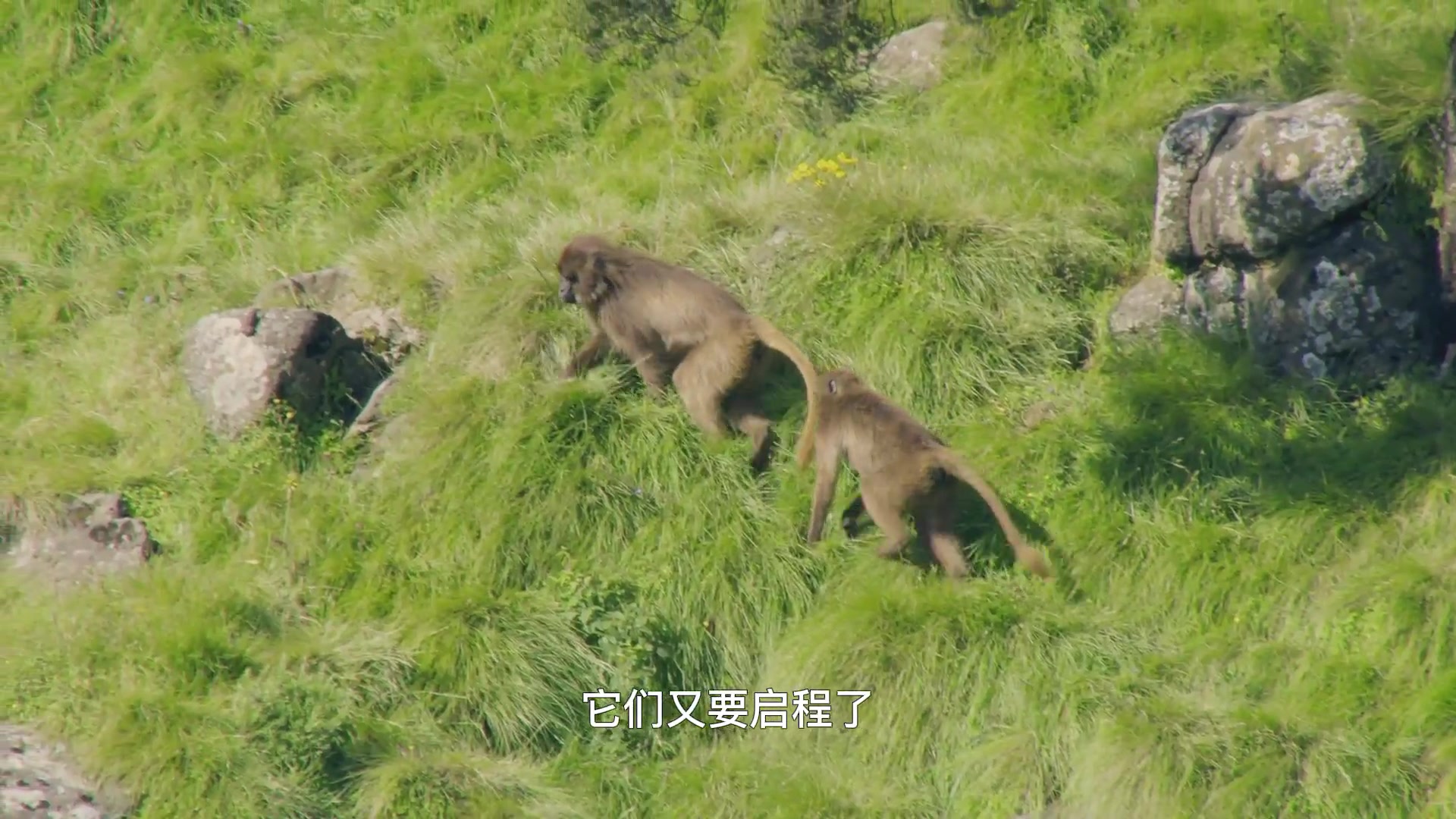 [图]灵长动物王国 高清