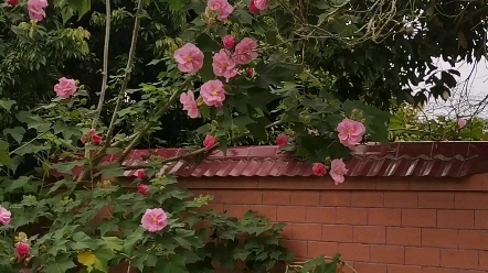 [图]幸运有个农家院——木芙蓉盛开！勤劳种花人的一点回报