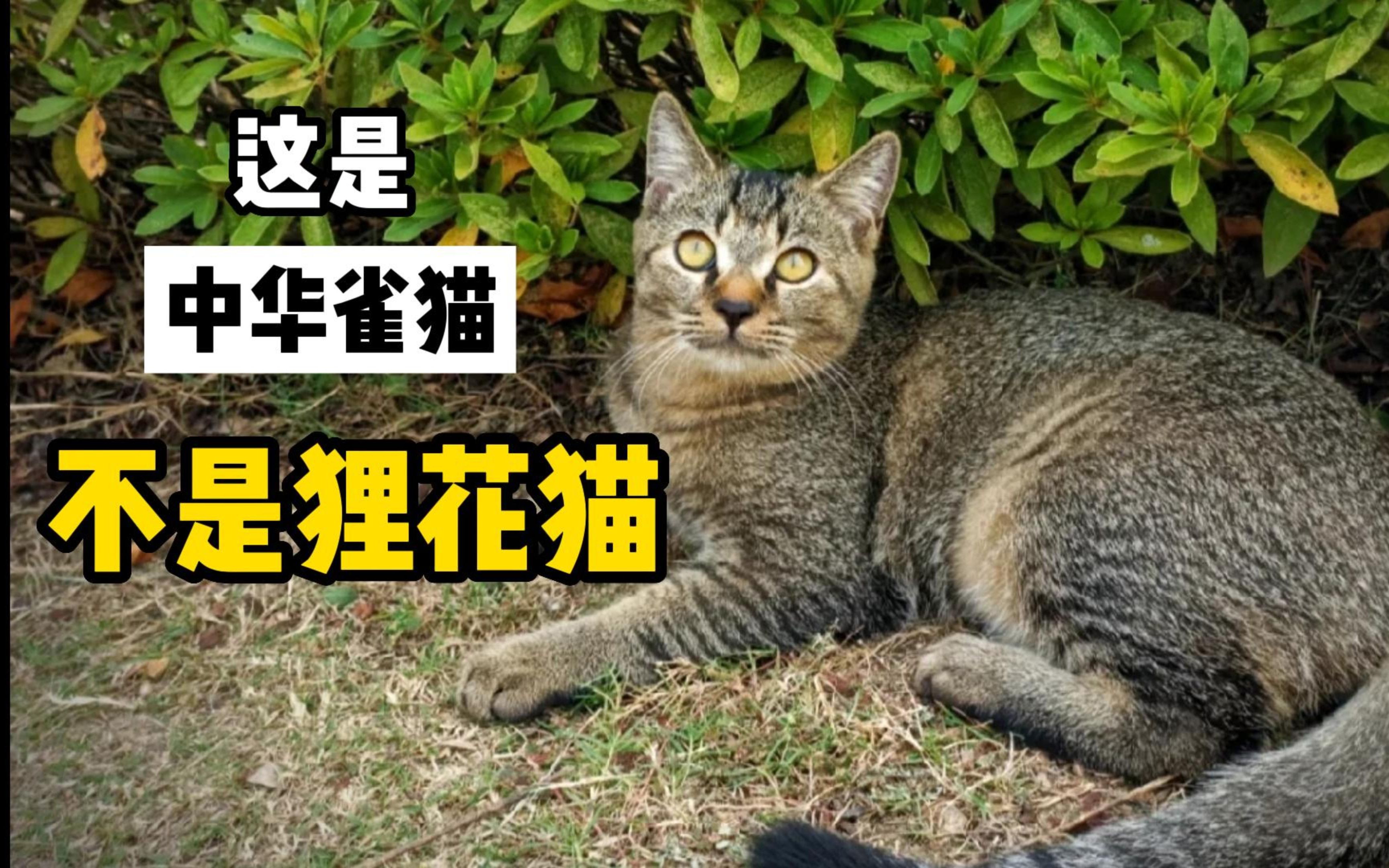 [图]这是中华雀猫，别再叫它狸花猫了！