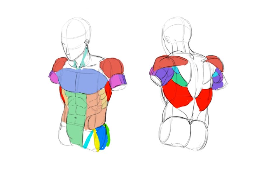 板绘小白联盟猛男背肌怎么画上身肌肉分块全解析看完不可能还不会