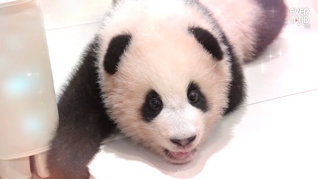 幼崽时期的熊猫福宝好可爱