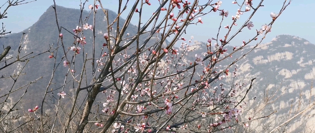 [图]一人行 华山顶 万语千言 不过无言