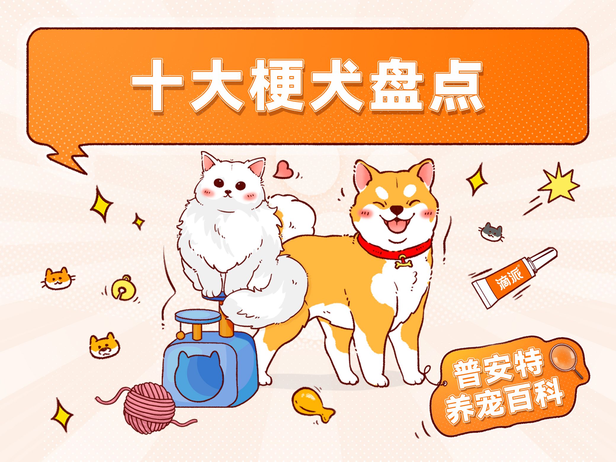 十大㹴犬盘点,快来看看有没有你家狗狗!哔哩哔哩bilibili