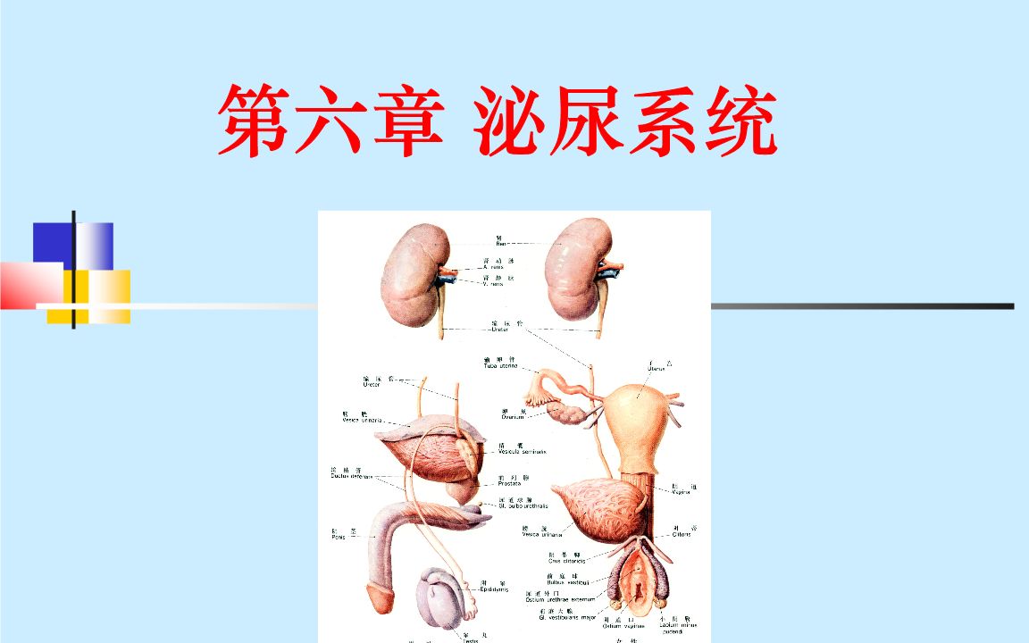 泌尿系统精讲【第05课】尿路感染(一)哔哩哔哩bilibili