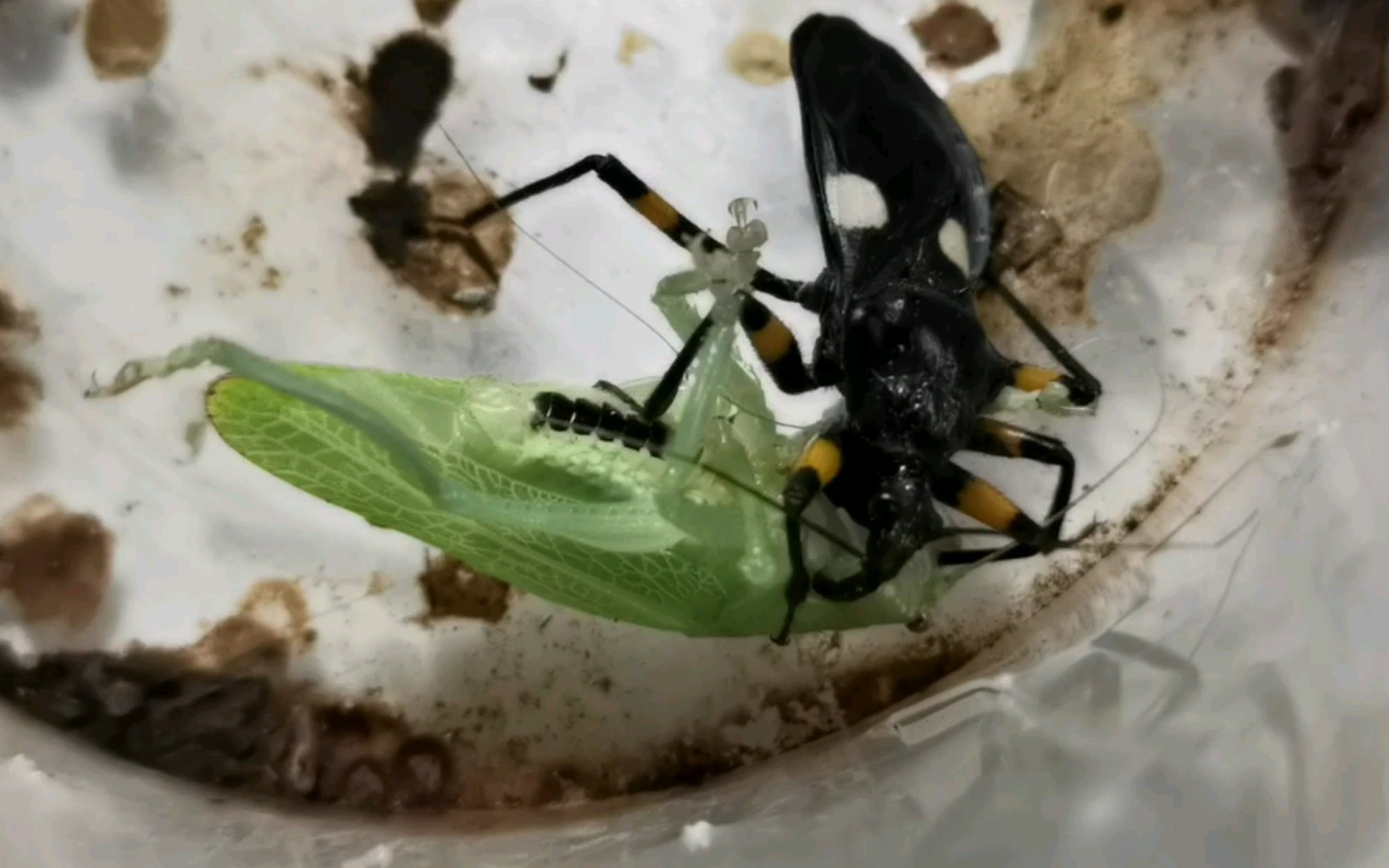 【转载】麻子脸螽斯vs白斑猎蝽