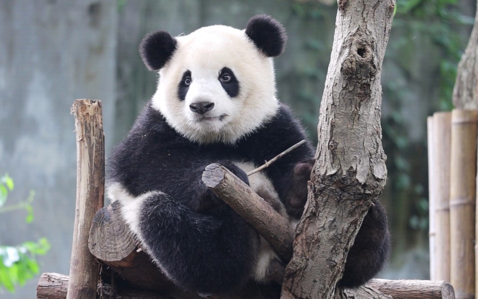 【大熊猫福双】葫芦娃不费的时候还是挺乖的~_哔哩哔哩_bilibili