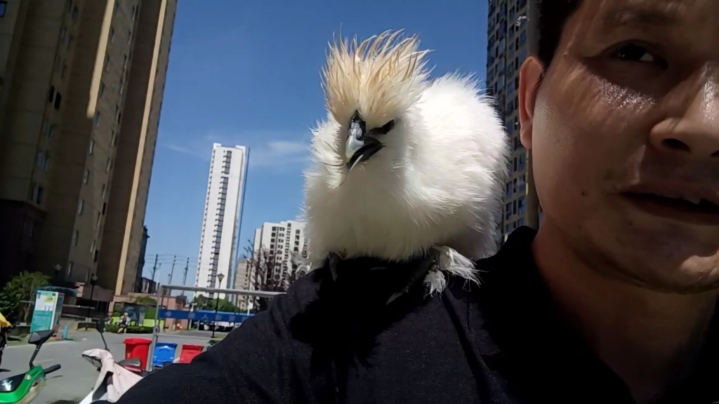 叫只鸡陪我拿快递,鸡还说发型不能乱