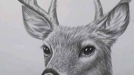 鹿的画法 铅笔图片