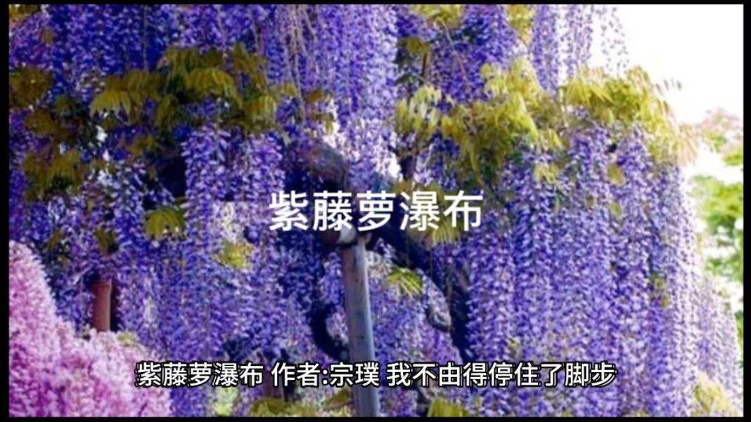散文《紫藤萝瀑布》,宗璞.