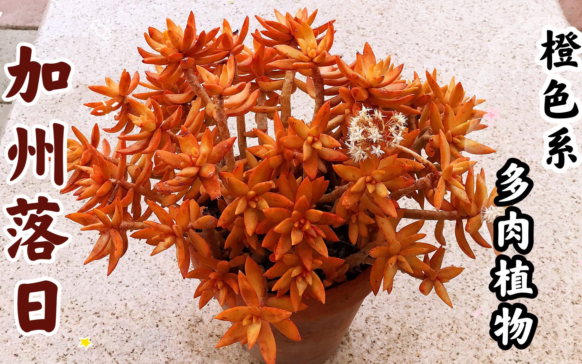 十大最强橙色植物图片