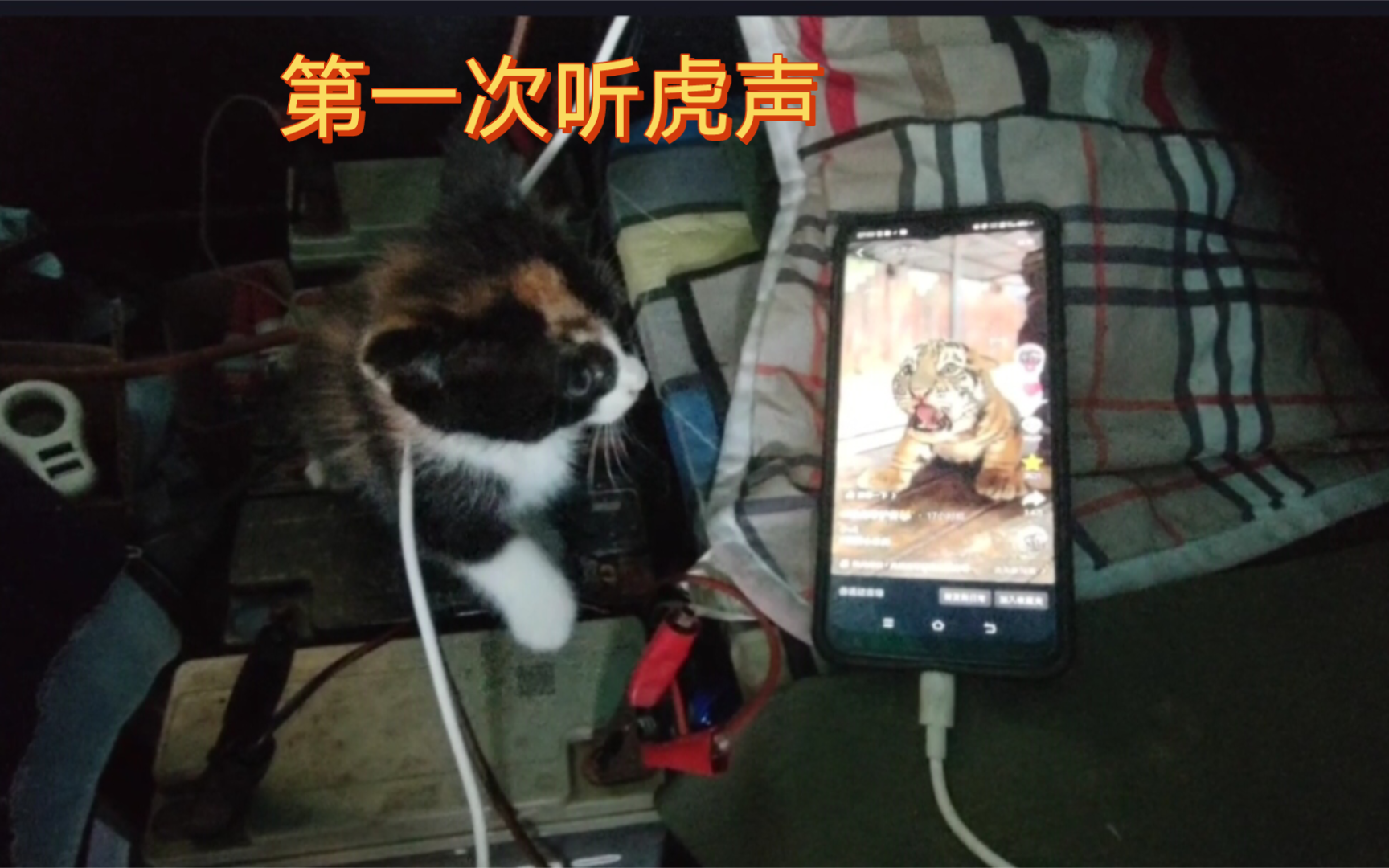 小奶猫听到虎吼,直接摔下来了哔哩哔哩bilibili