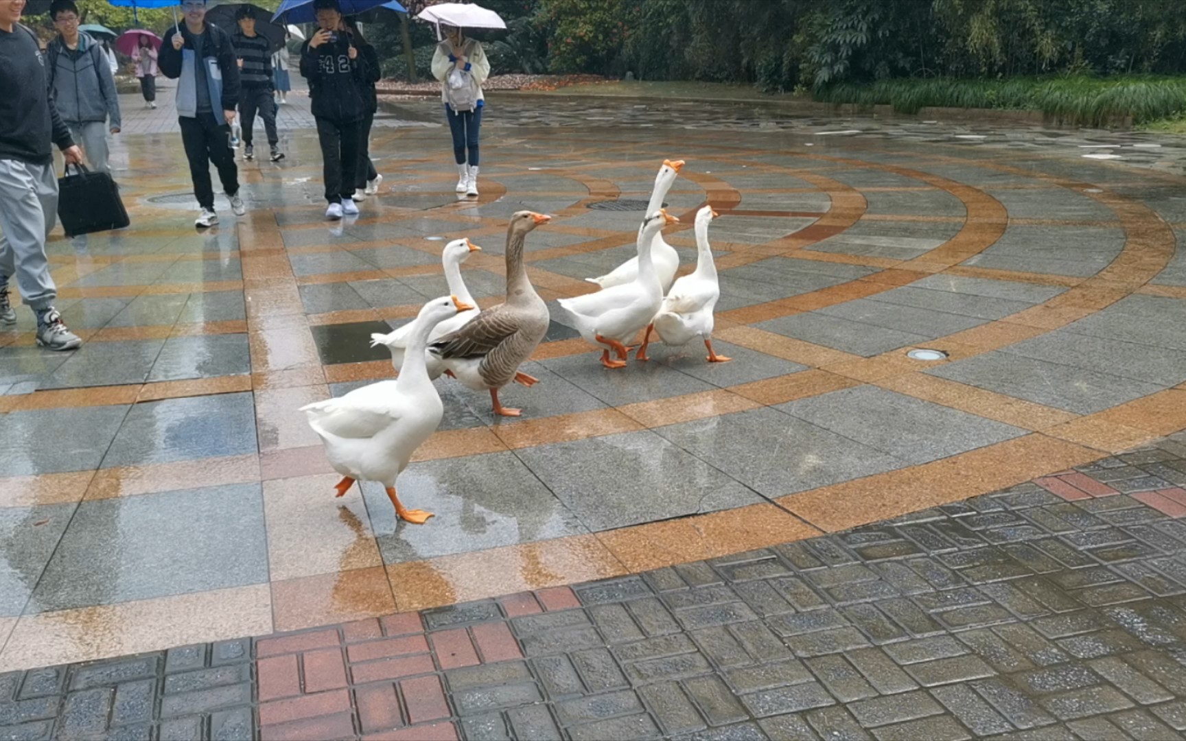 [图]【浙江财经大学】跟着校霸大白鹅逛gai