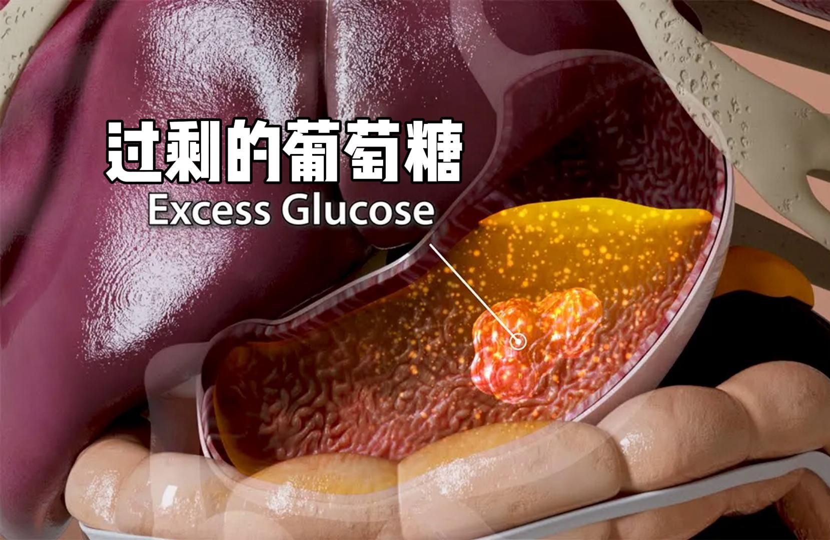 食物是如何一步一步变成脂肪的