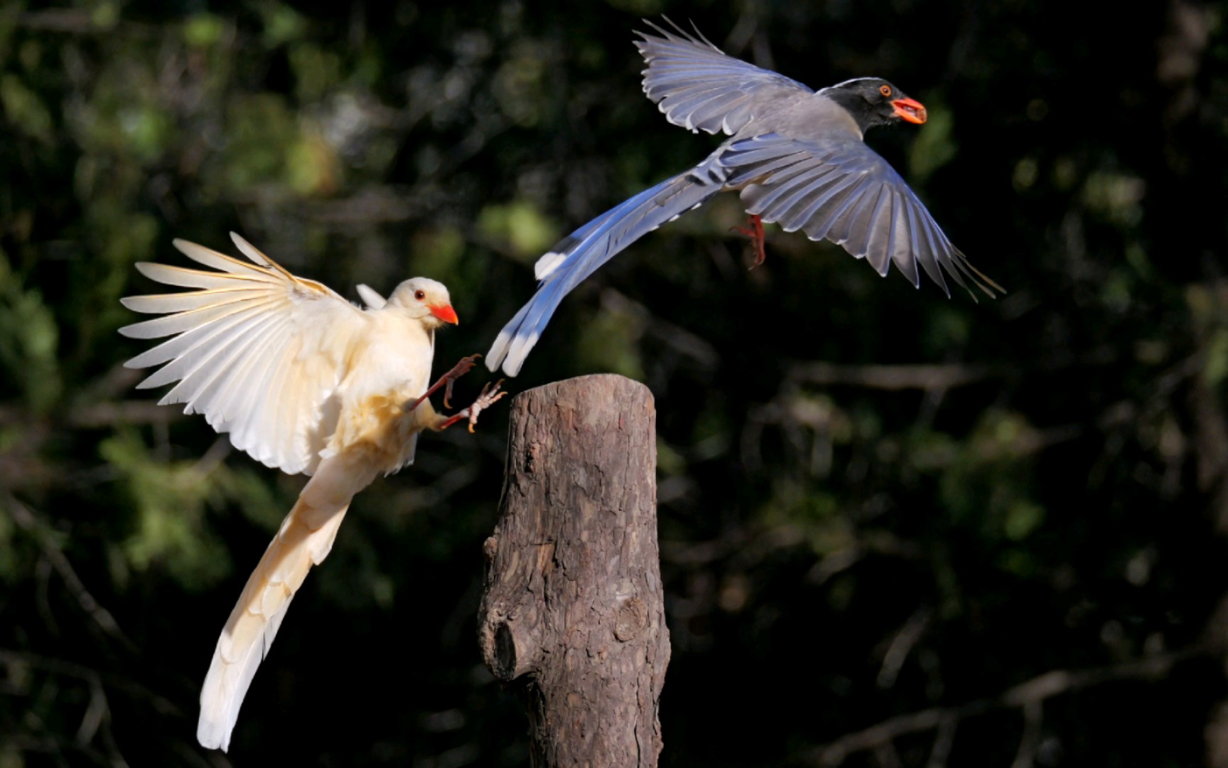 超级罕见的白化红嘴蓝鹊,b剪重新编辑,松下g9m2连拍4k视频上传试效果.