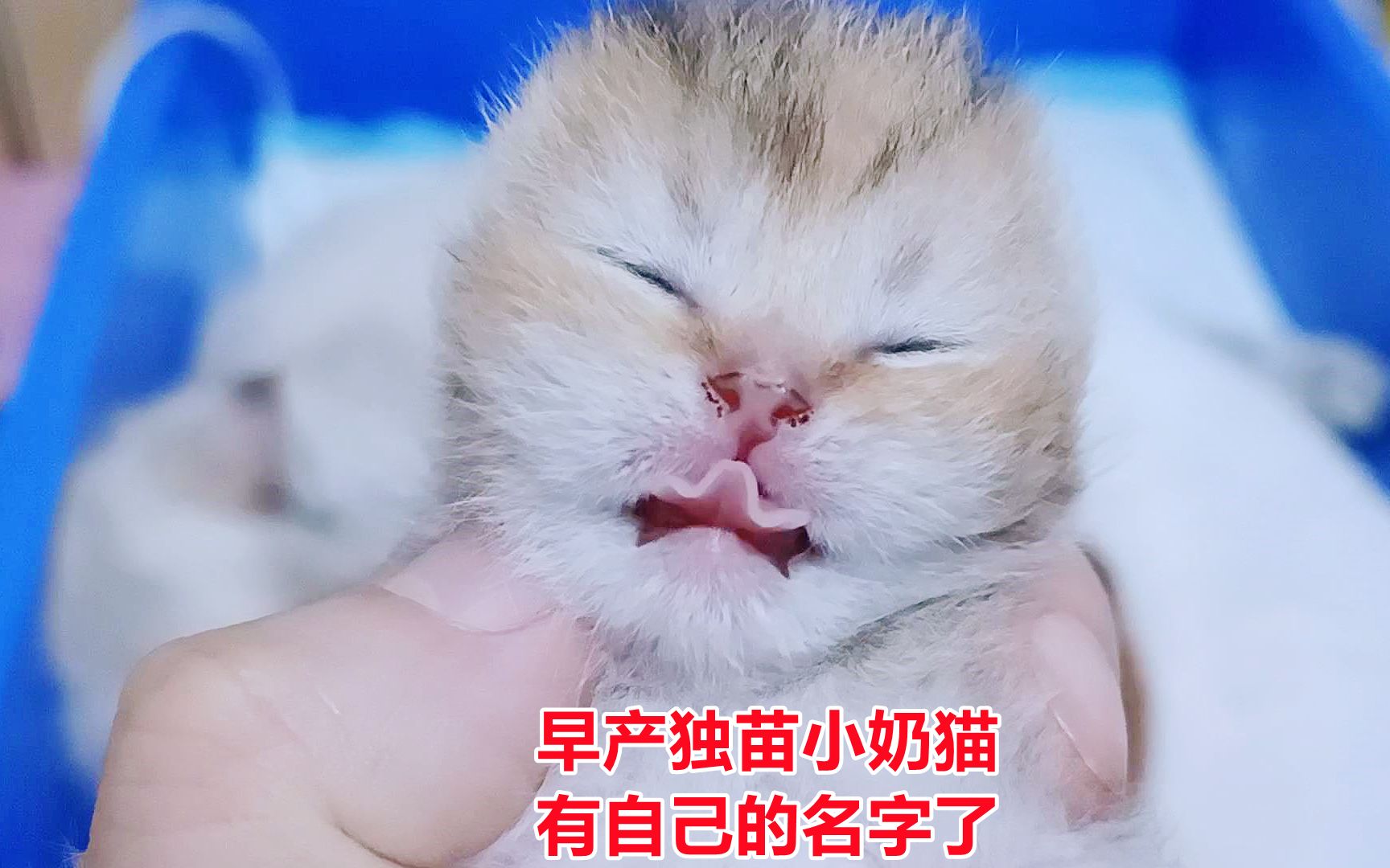 独苗小奶猫取了名字,好听易记,纪念它是早产儿,从此幸福成长哔哩哔哩bilibili