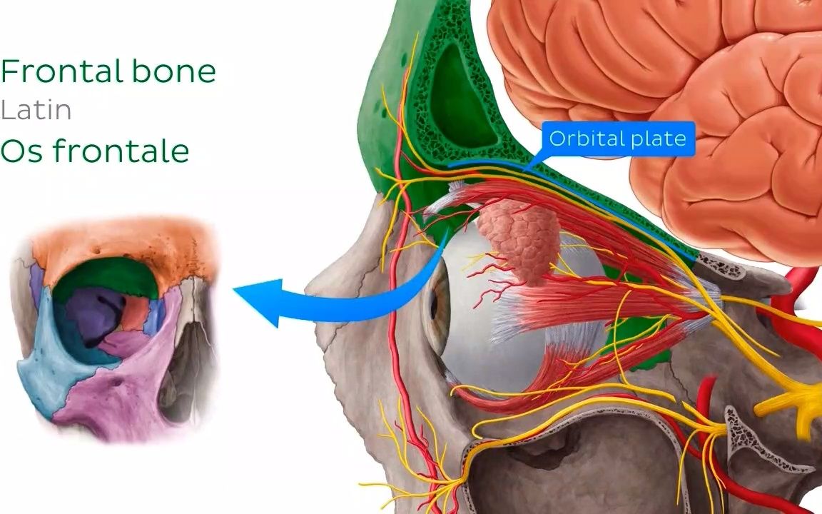 眶骨 - 人体解剖学