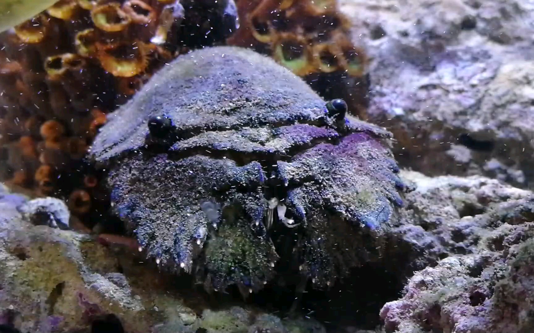 南极岩礁扇虾捕食织锦巴非蛤并顺道收拾蓝绿细螯寄居蟹