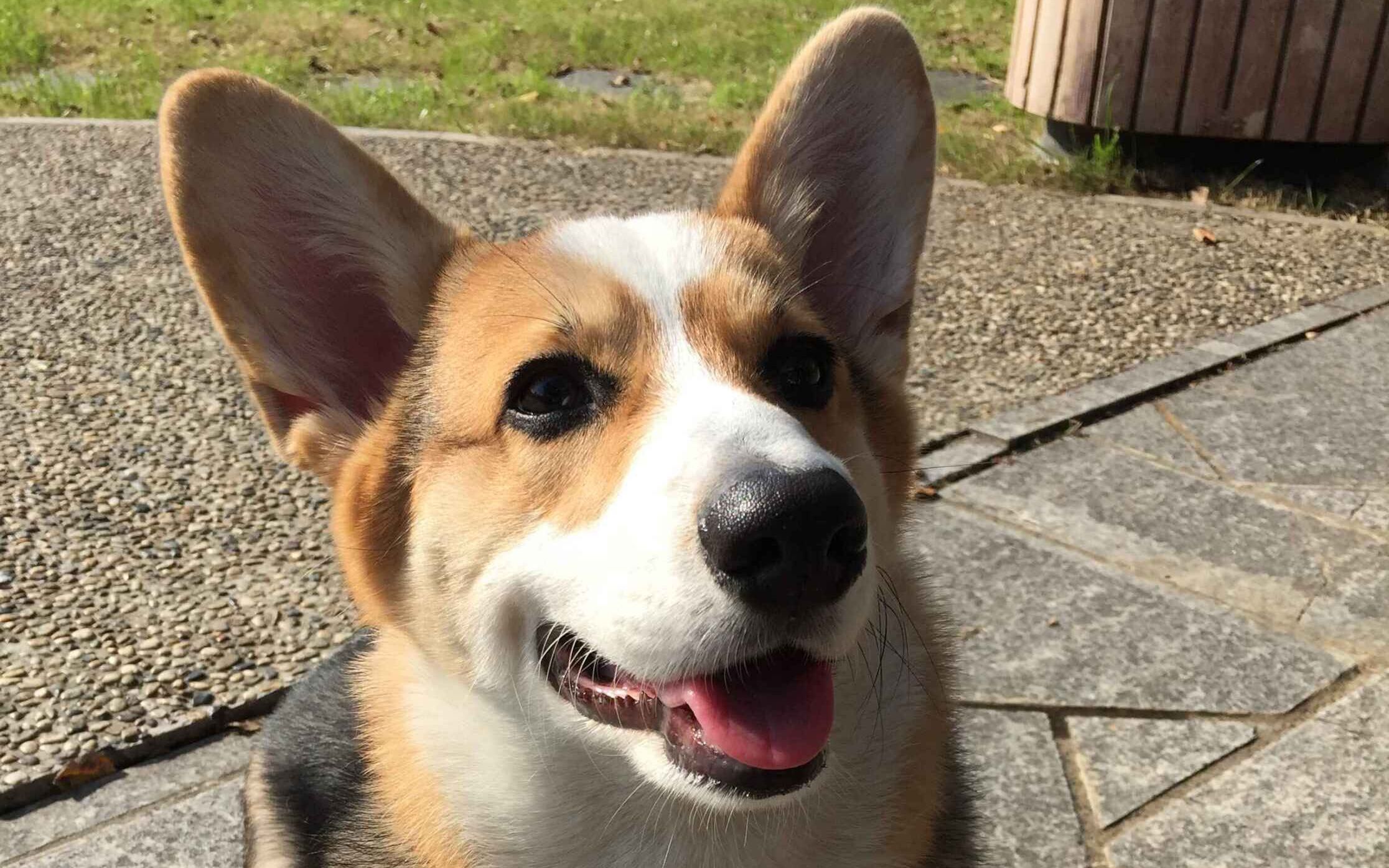 柯基中的怂仲基