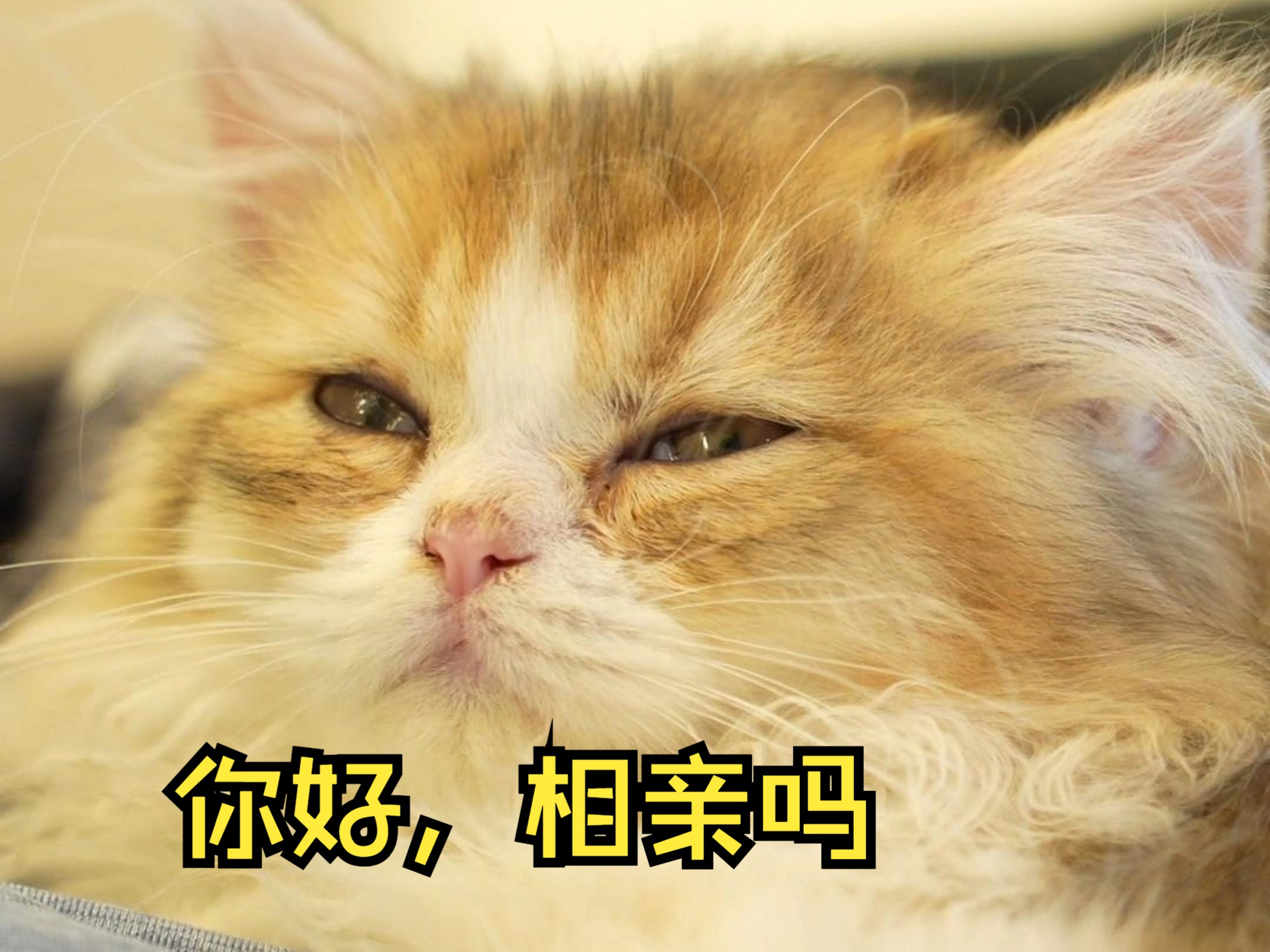 你好,相亲吗?