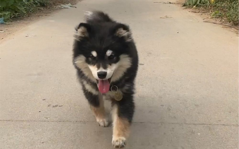 阿拉斯加犬串串合集图片