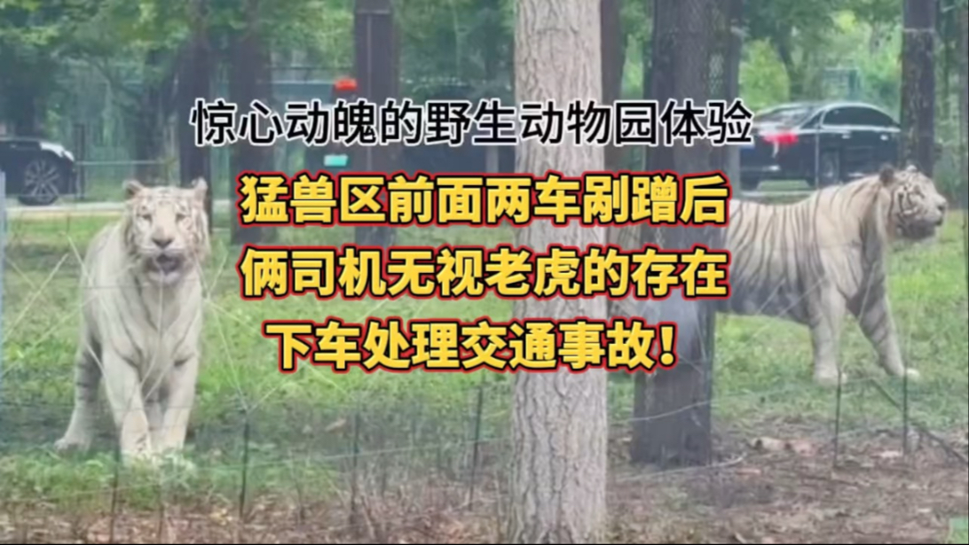 秦皇岛野生动物园猛兽区惊魂实录！猛兽区前面两车剐蹭后，俩司机无视老虎的存在下车处理交通事故！和老虎对视的瞬间，感觉心脏骤停幸好有惊无