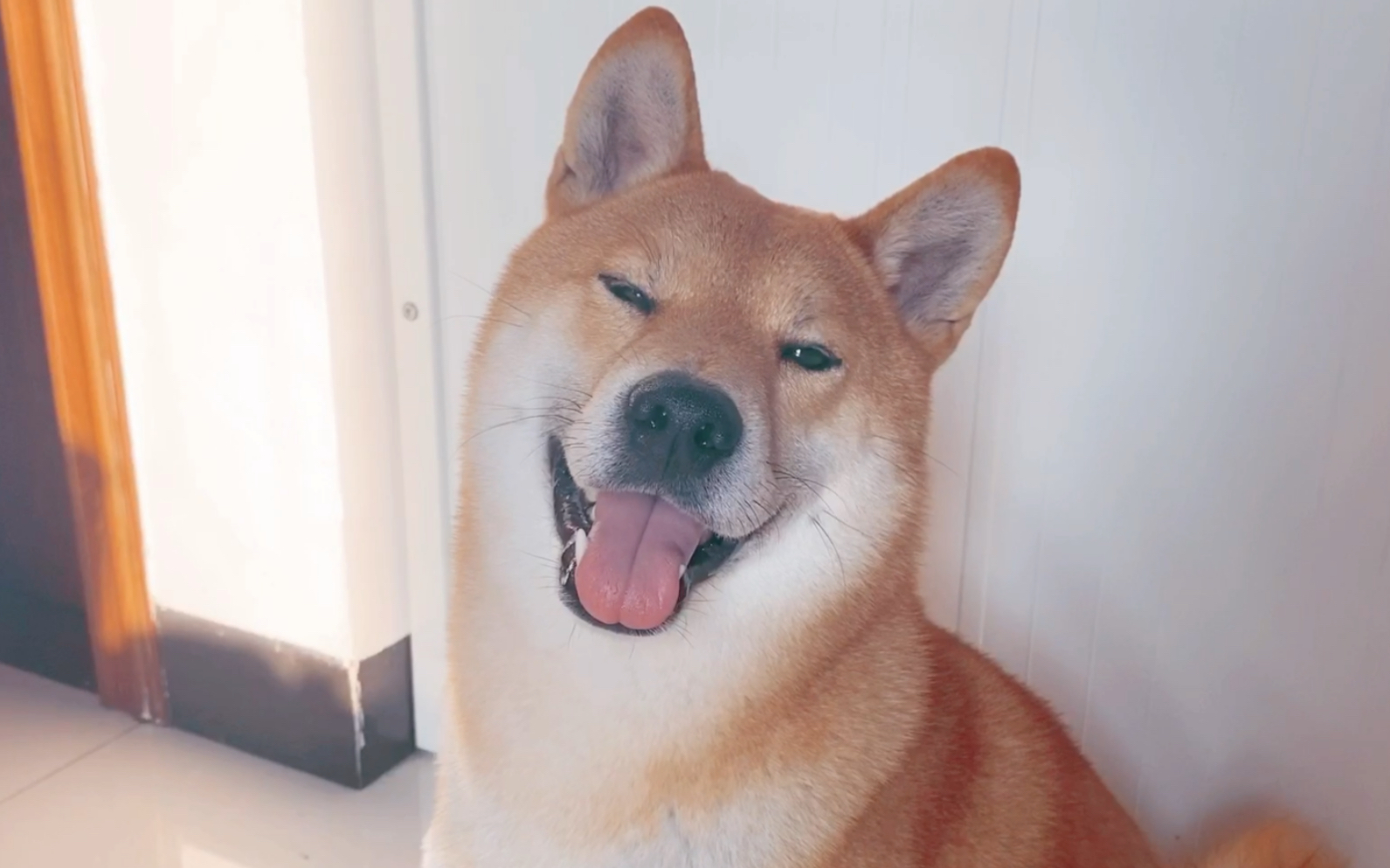 你笑起来真好看~ 柴犬hero收拾平日的调皮表情,给您带来一段暖心卖萌