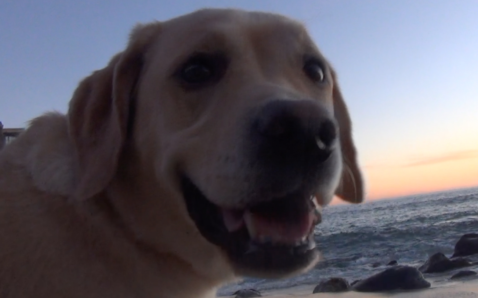 小狗vlog|poki开心的时候会点头诶 小狗的加州生活੯•́⬮