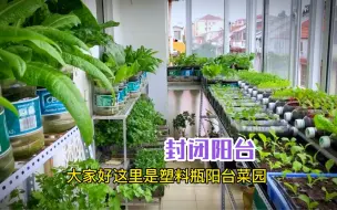 Télécharger la video: 为了实现种菜自由，用100多个塑料瓶阳台改造菜园，又好看又实用