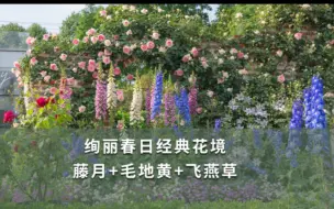 下载视频: 【海妈园艺课堂】绚丽春日经典花境，藤月+毛地黄+飞燕草