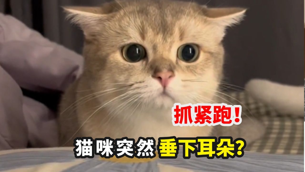 千万注意,这些猫耳信号,是猫咪在暗示!哔哩哔哩bilibili