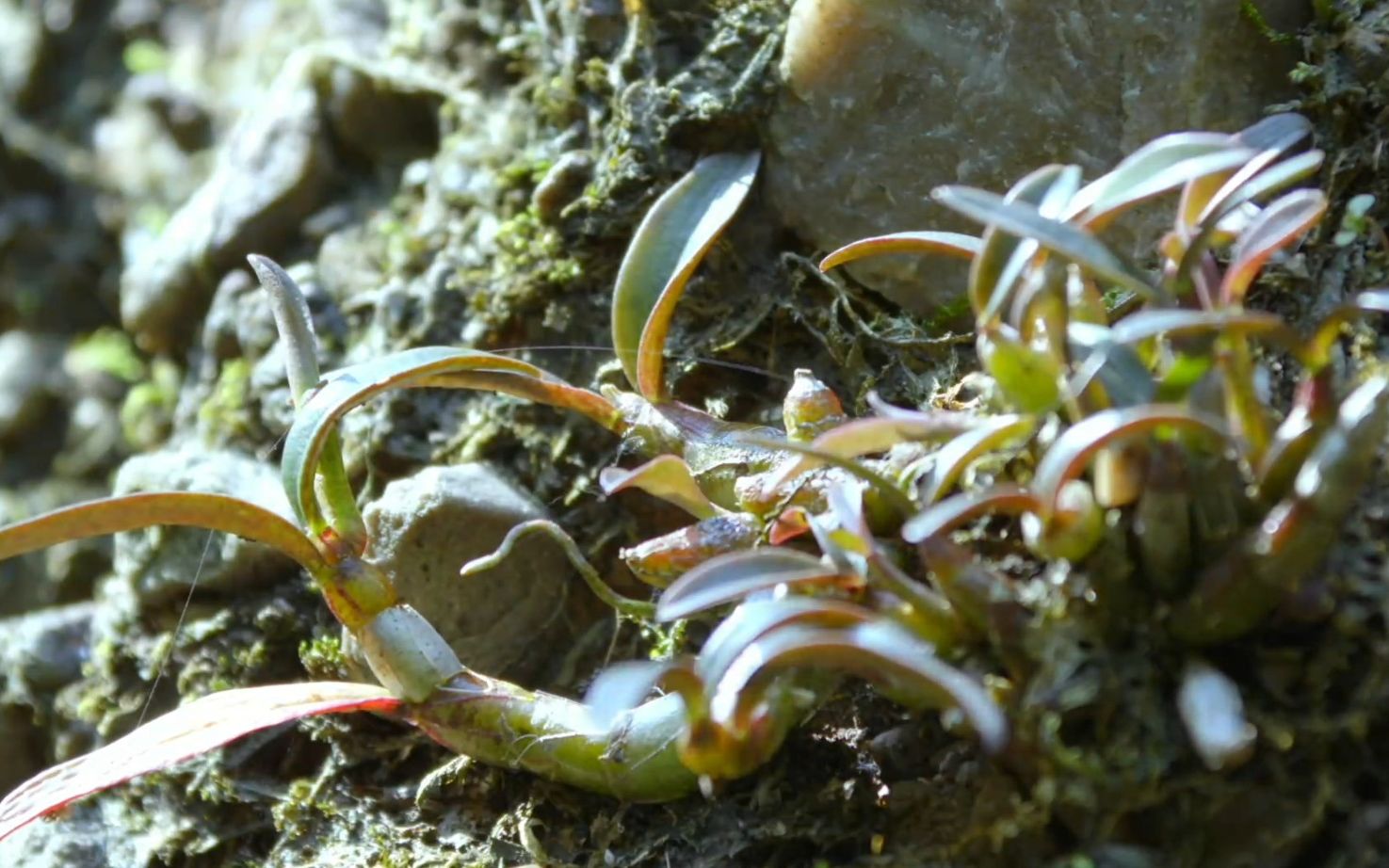 [图]【植物世界】石斛（1080p）