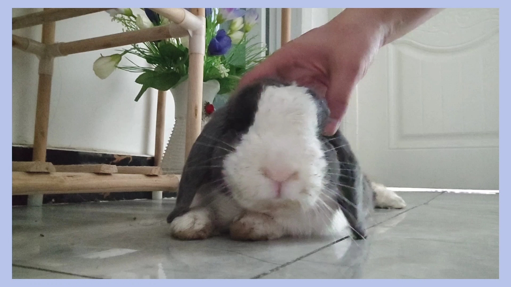 可怜兔宝宝,手术以后瘦的皮包骨头了