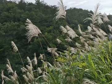 芦苇杆图片