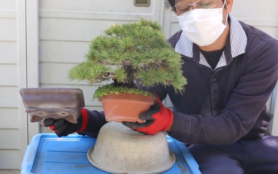 小品五针松盆景换土换盆换植料操作