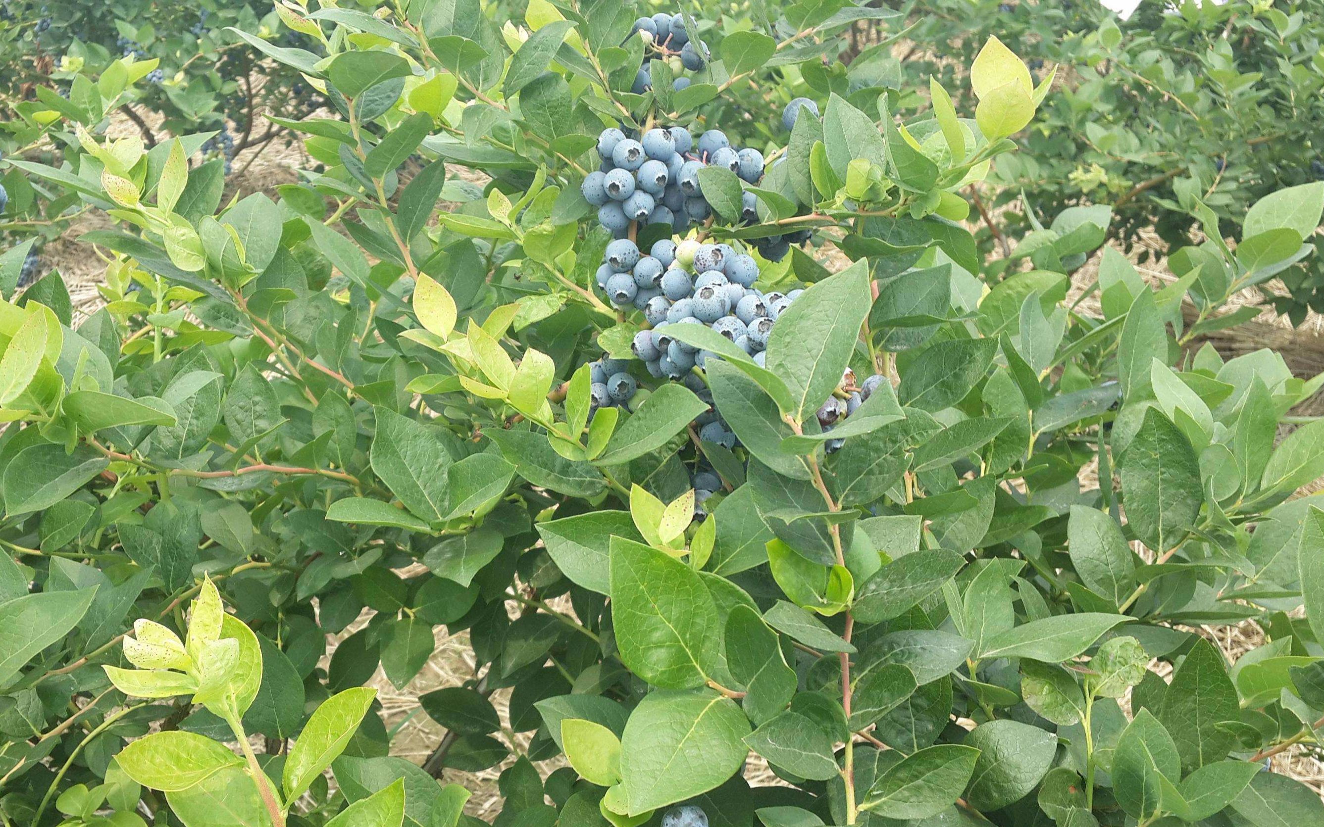 蓝莓种植技术视频教学 蓝莓种植综合技术讲解及高产技术分晰哔哩哔哩bilibili