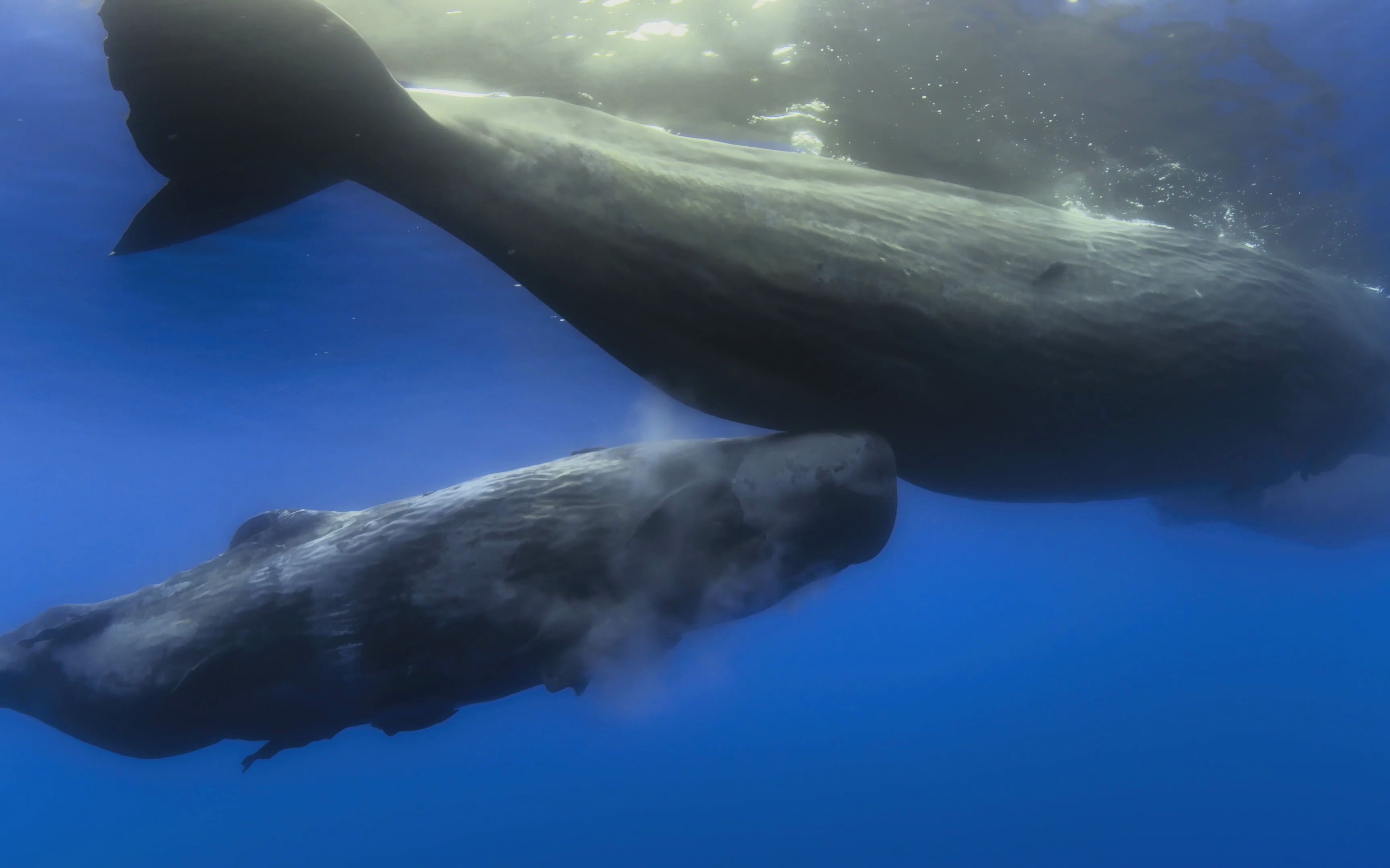 Diving with blue whales: 6 of the most amazing photos