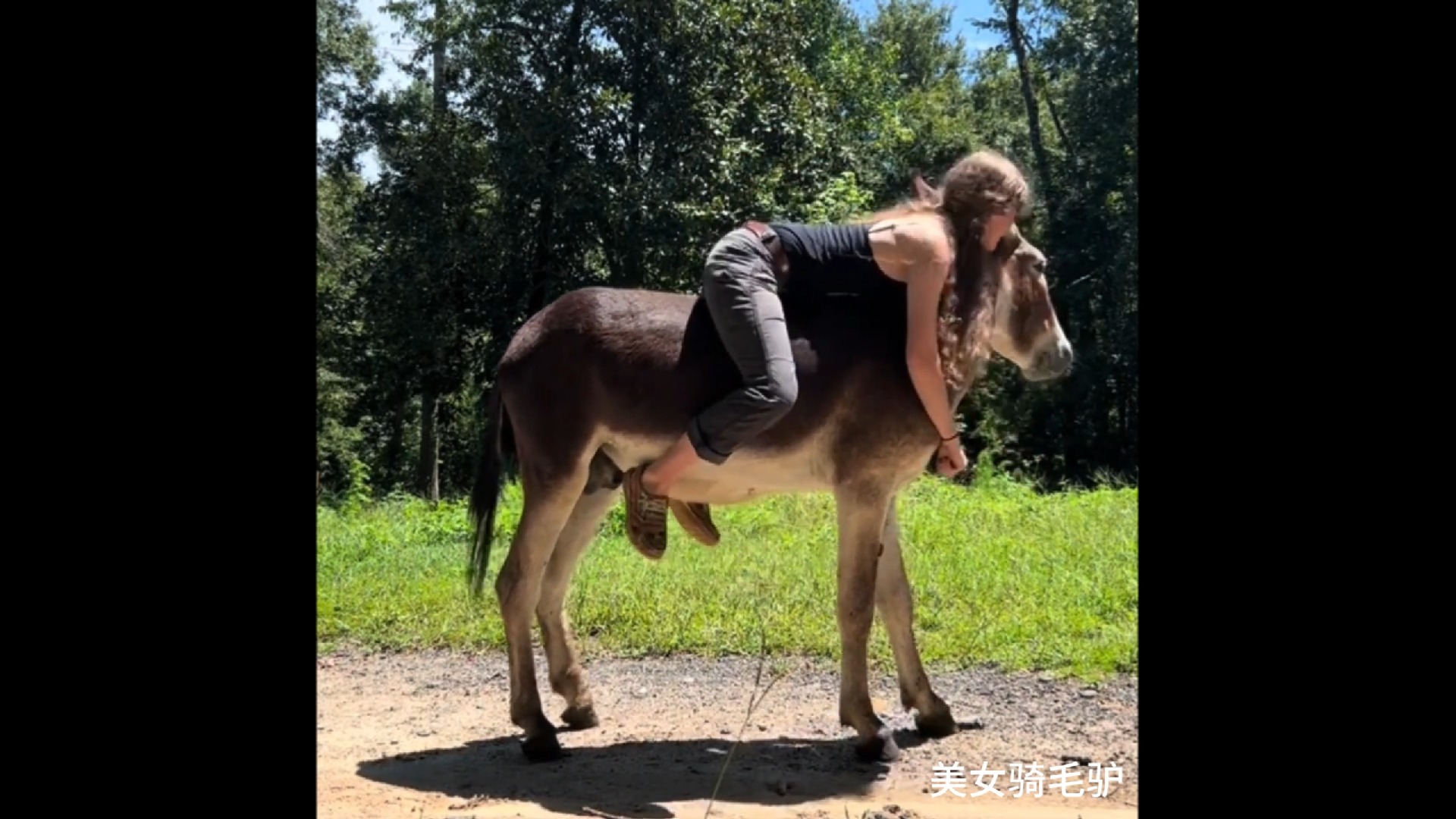 骑驴让别人说的图片图片