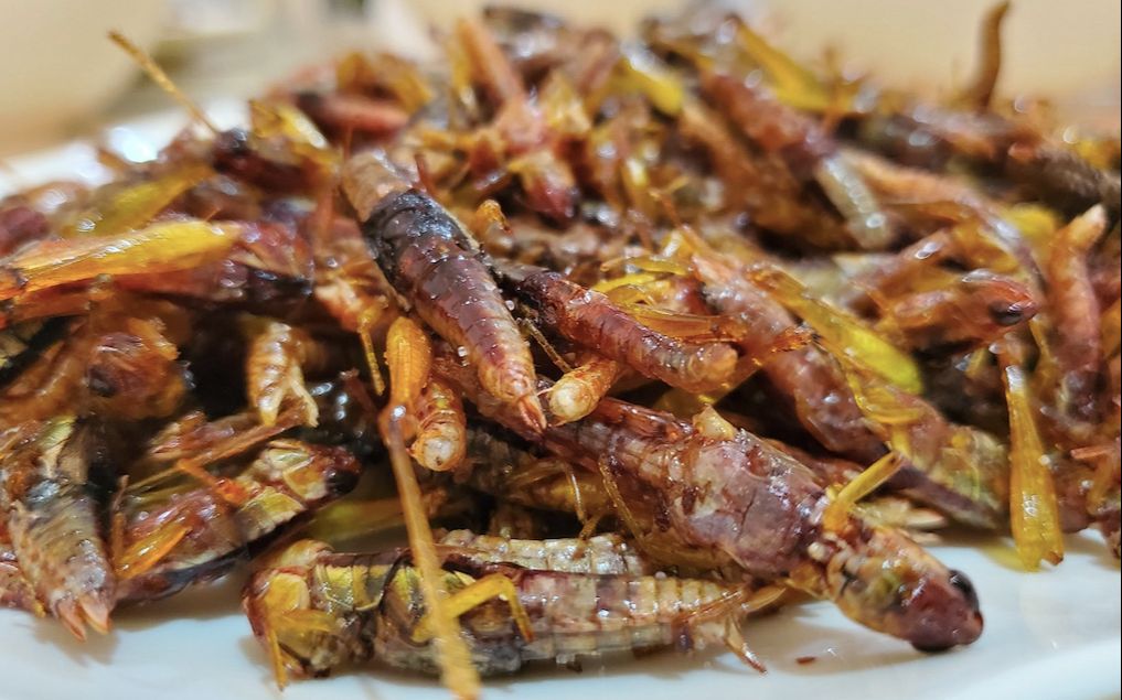 在云南吃香酥蚂蚱炸/蚕蛹/全虫宴你敢吃吗?虫味道真奇怪