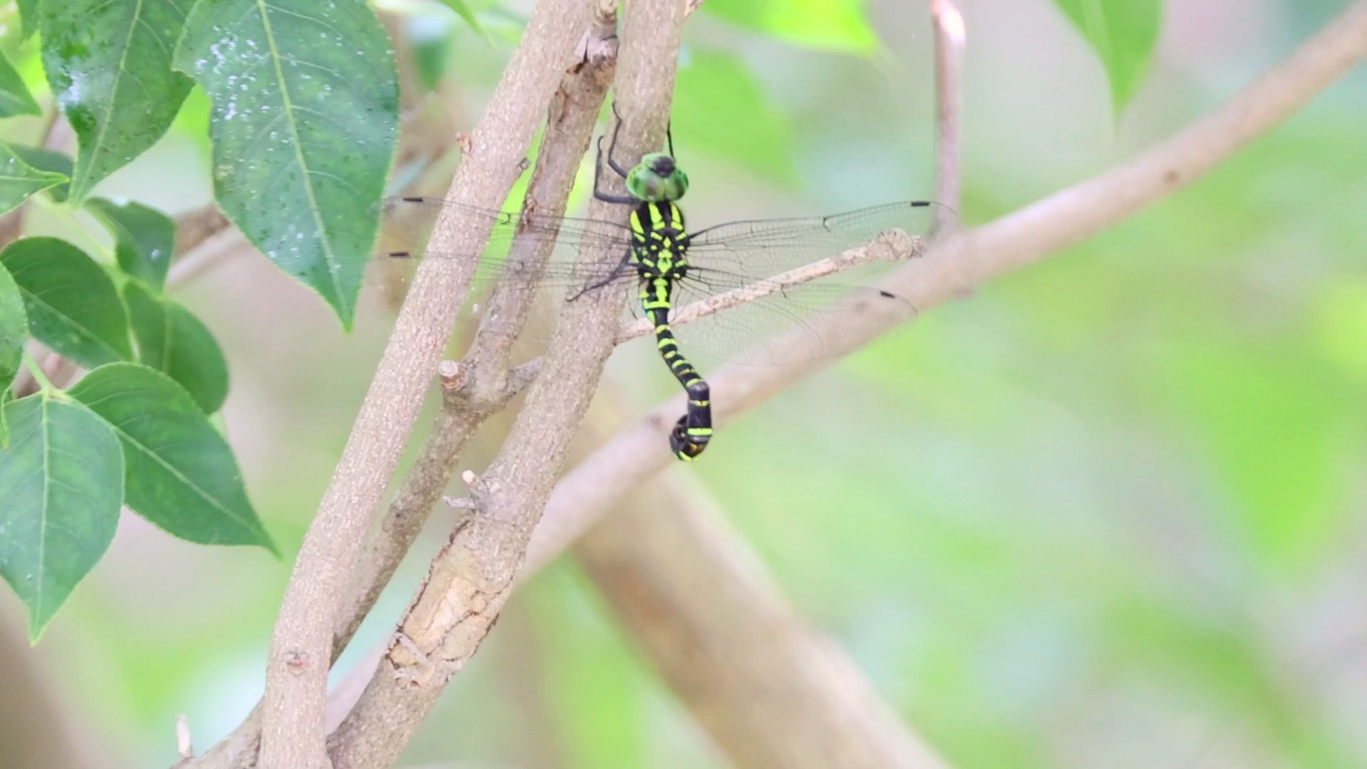 南京蜻蜓加新红褐多棘蜓汤山某水池4k视频记录这样南京多棘蜓三巨头