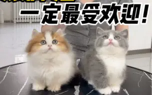 Tải video: 矮脚猫一定最受欢迎？