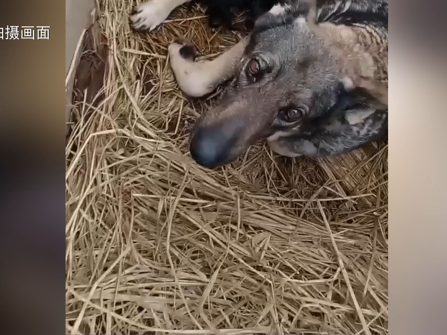 警犬生宝宝图片