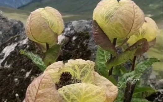 [图]海拔五千米的植物，苞叶雪莲花