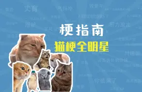 Tải video: 生气猫、委屈猫是什么梗？猫梗全明星！【梗指南】